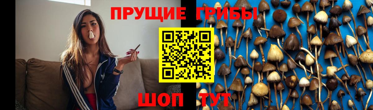 Псилоцибиновые грибы Psilocybe Лесозаводск